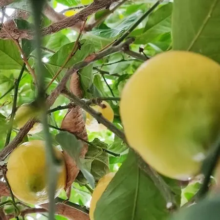 Authentic House Chalkidiki Greece 6p Seaview Сasa de vacaciones *